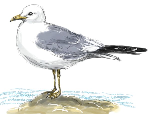 Чайка сидит рисунок