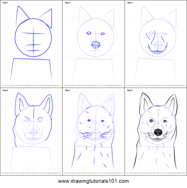 Поэтапное рисование хаски карандашом