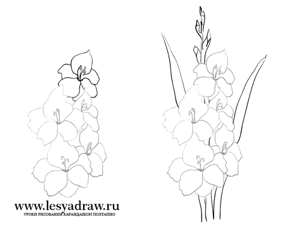 Гладиолус рисунок карандашом