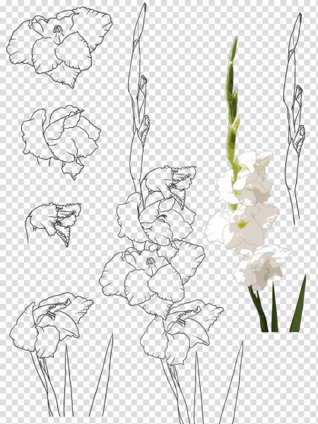 Рисование Гладиолус