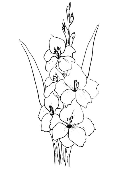 Гладиолус раскраска
