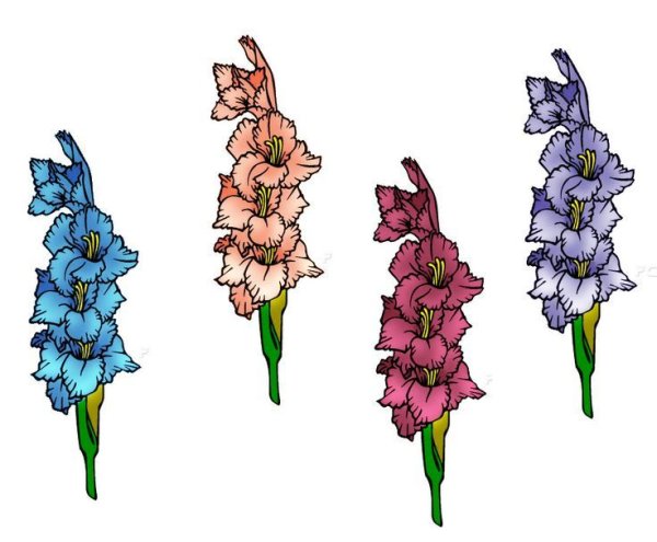 Гладиолус для срисовки