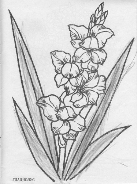 Гладиолус карандашом