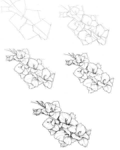 Цветы пошагово карандашом