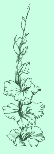 Тату цветок Гладиолус