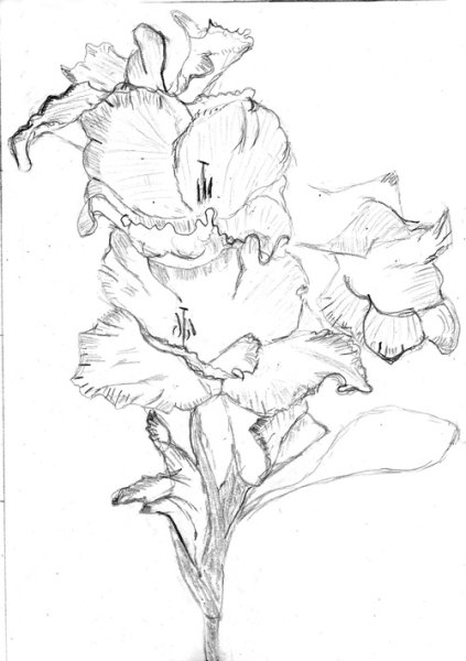 Гладиолус гелевой ручкой