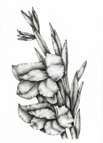 Гладиолус рисунок карандашом