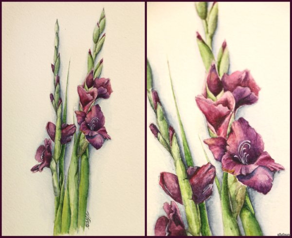 Гладиолус Абидос