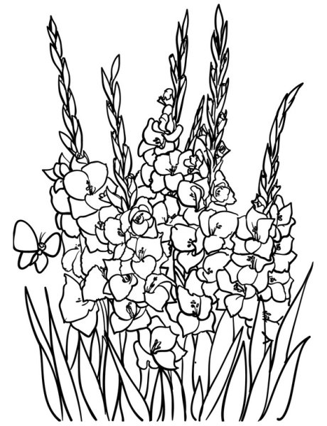 Раскраска букет гладиолусов