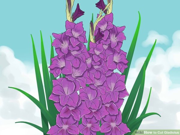 Аппликация Гладиолус