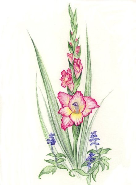 Гладиолус Прима Верде