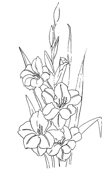 Гладиолус карандашом