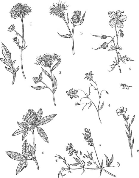 Короставник полевой