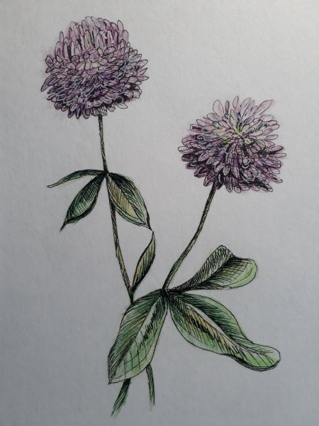 Клевер цветными карандашами