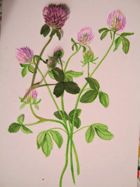 Клевер поэтапно