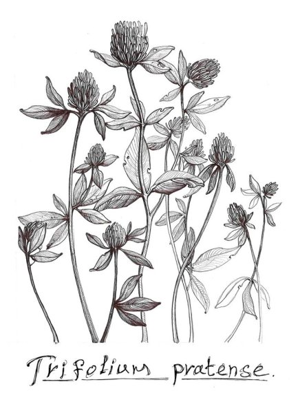 Клевер Луговой стилизация