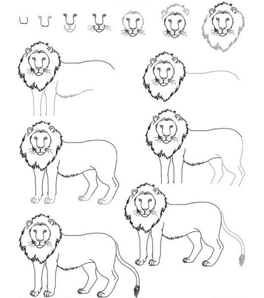 Поэтапное рисование Льва для детей
