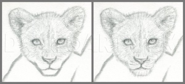 Львёнок рисунок карандашом штрихом