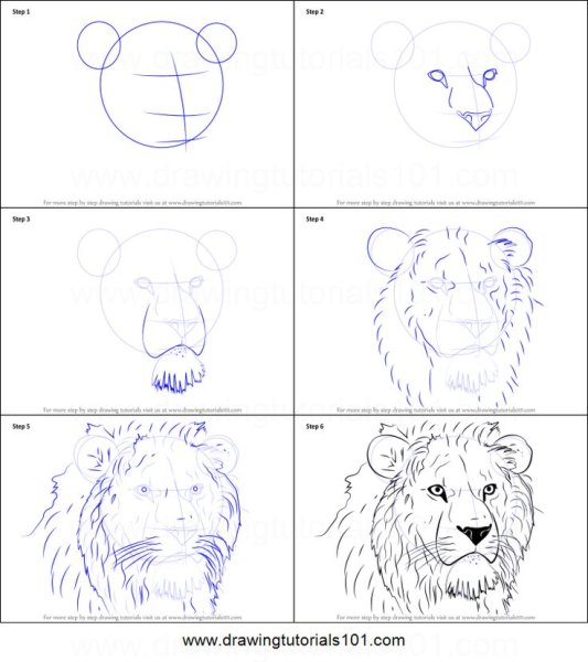Этапы рисования Льва