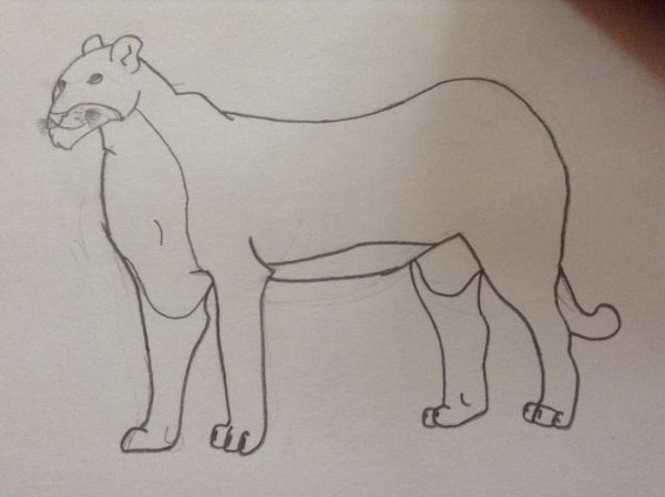 Рисунок львенка настоящего