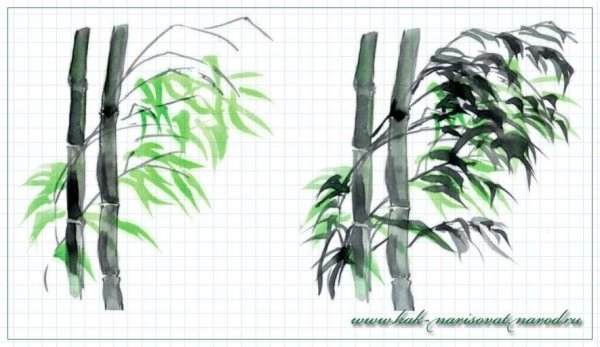 Бамбук рисунок карандашом