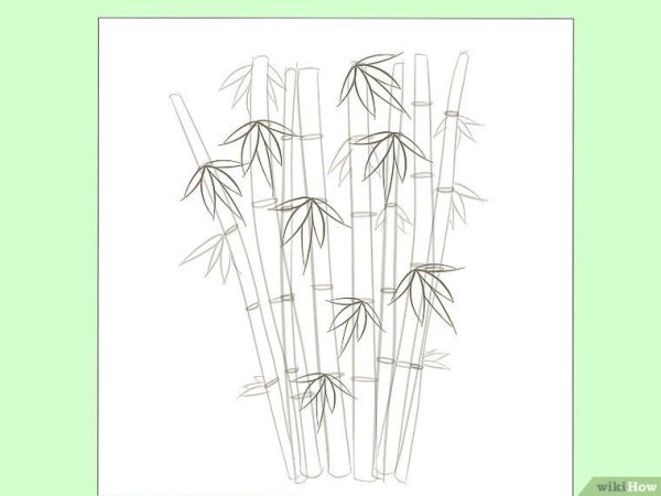Бамбук рисунок карандашом