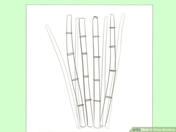 Бамбук карандашом