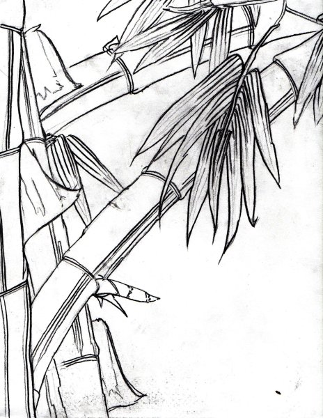 Раскраска бамбуковый лес