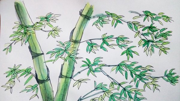Бамбук раскраска
