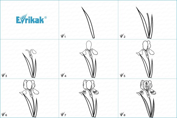 Пудель поэтапное рисование