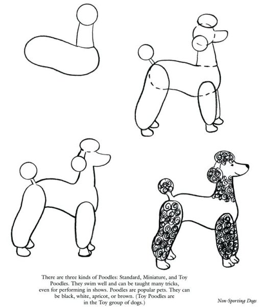 Нарисовать пуделя поэтапно