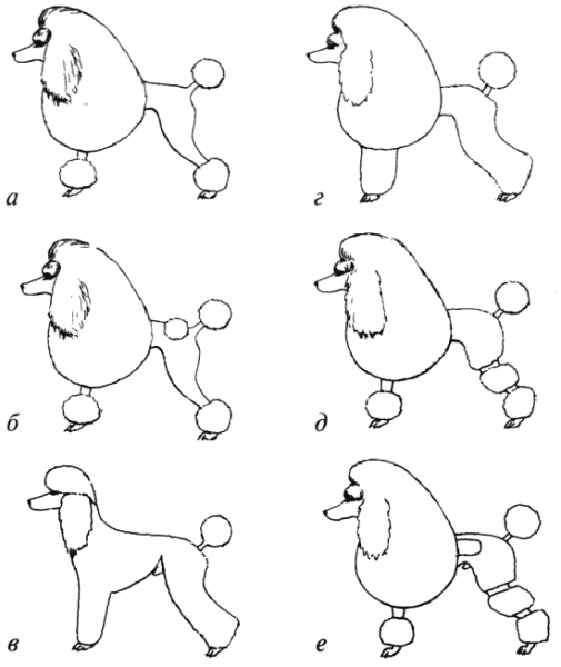 Стрижка пуделя Лев схема