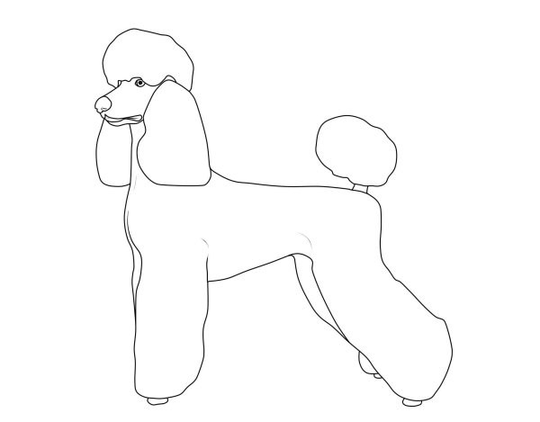 Пудель эскиз