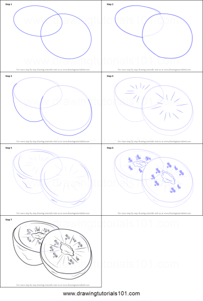 Как нарисовать киви карандашом поэтапно для начинающих