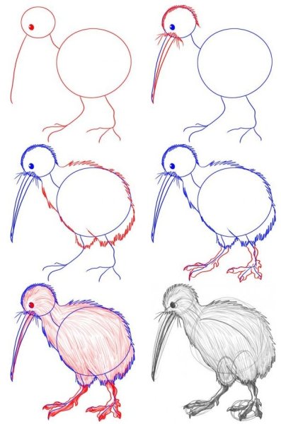 Птица киви нарисовать