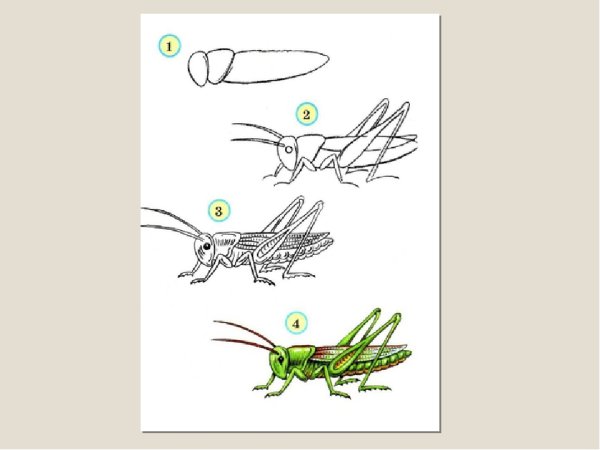 Насекомые поэтапно