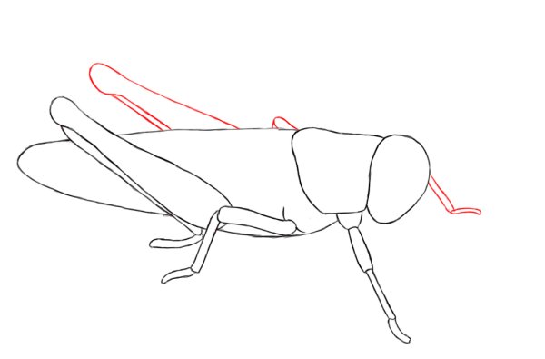 Кузнечик для рисования