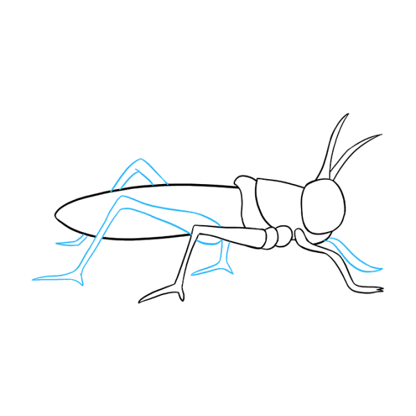 Поэтапное рисование кузнечика