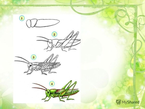 Поэтапное рисование кузнечика
