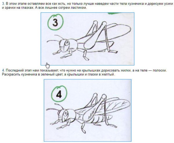 Поэтапное рисование кузнечика