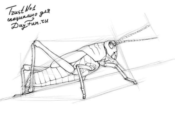 Кузнечик рисунок карандашом