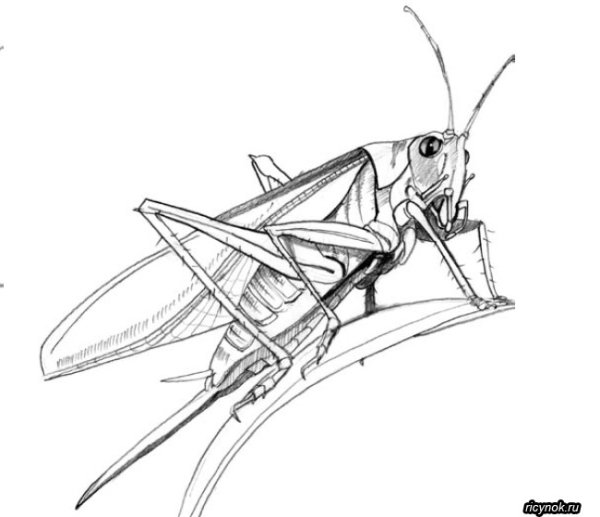 Стилизация кузнечика