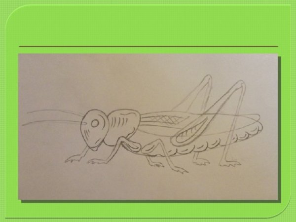 Рисование кузнечика в старшей группе