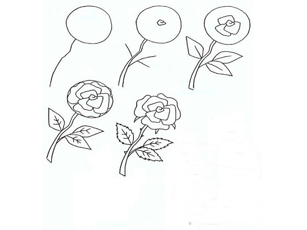 Поэтапный рисунок розы