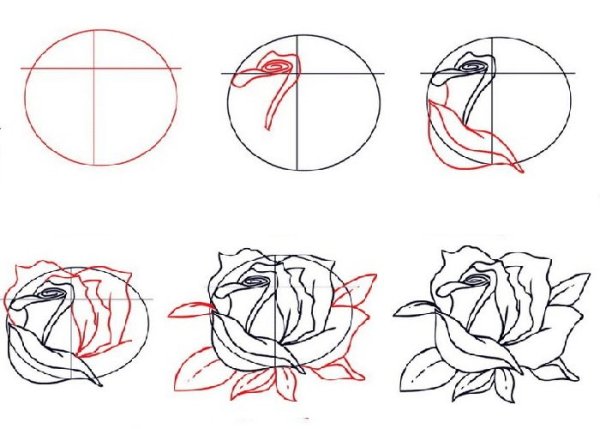 Роза карандашом пошагово