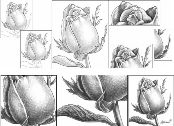 Букет роз поэтапно карандашом для начинающих