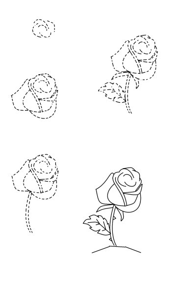 Этапы рисования розы