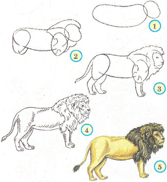 Этапы рисования животных
