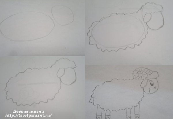 Рисуем овечку с детьми