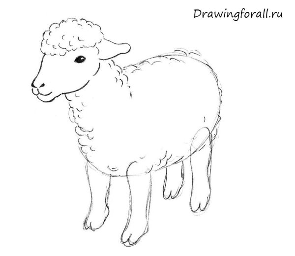 Баран карандашом